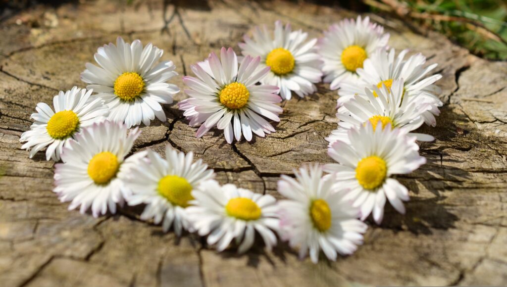 デイジーの花でハートを作った写真