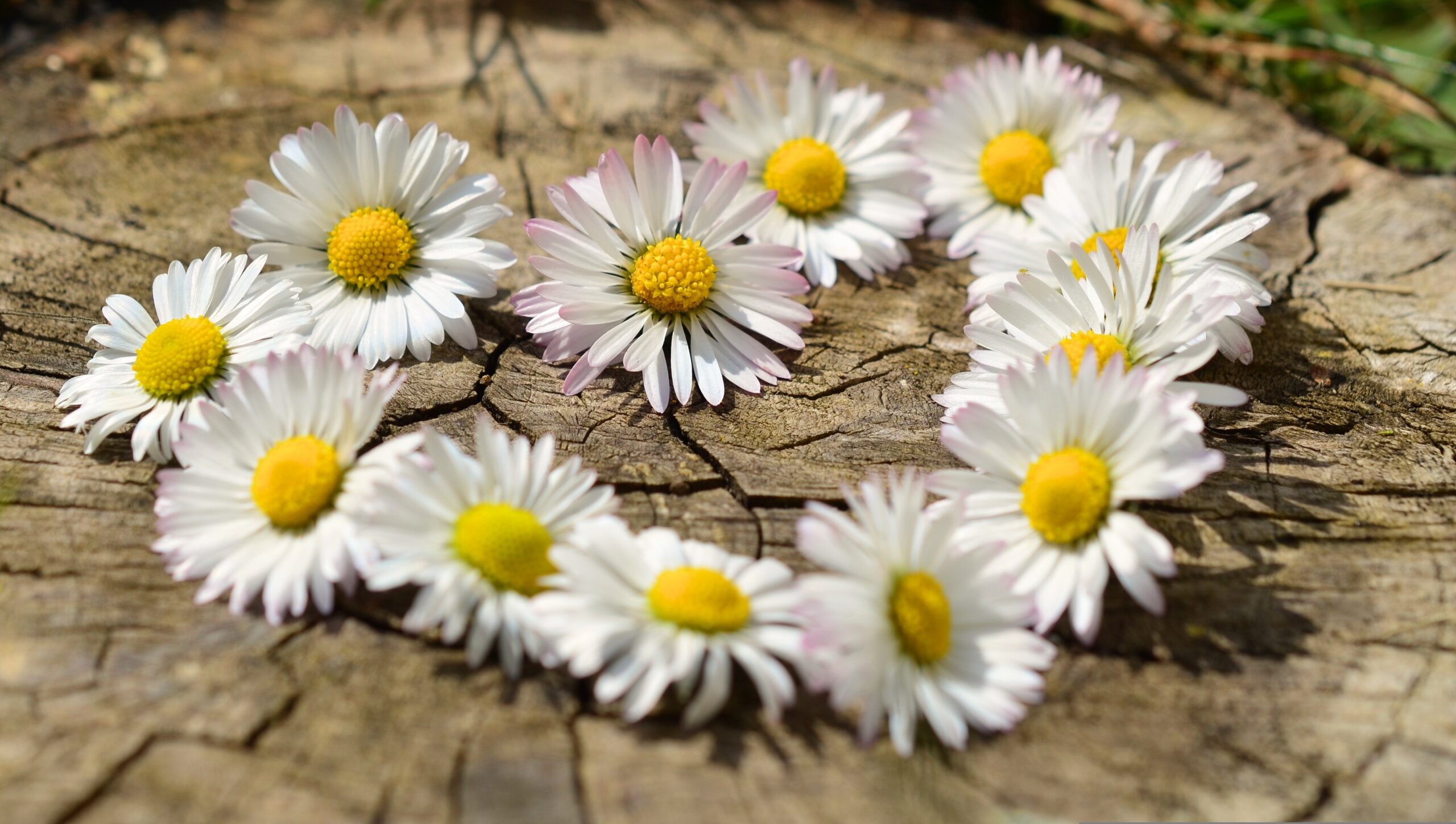 デイジーの花でハートを作った写真